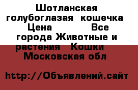 Шотланская голубоглазая  кошечка › Цена ­ 5 000 - Все города Животные и растения » Кошки   . Московская обл.
